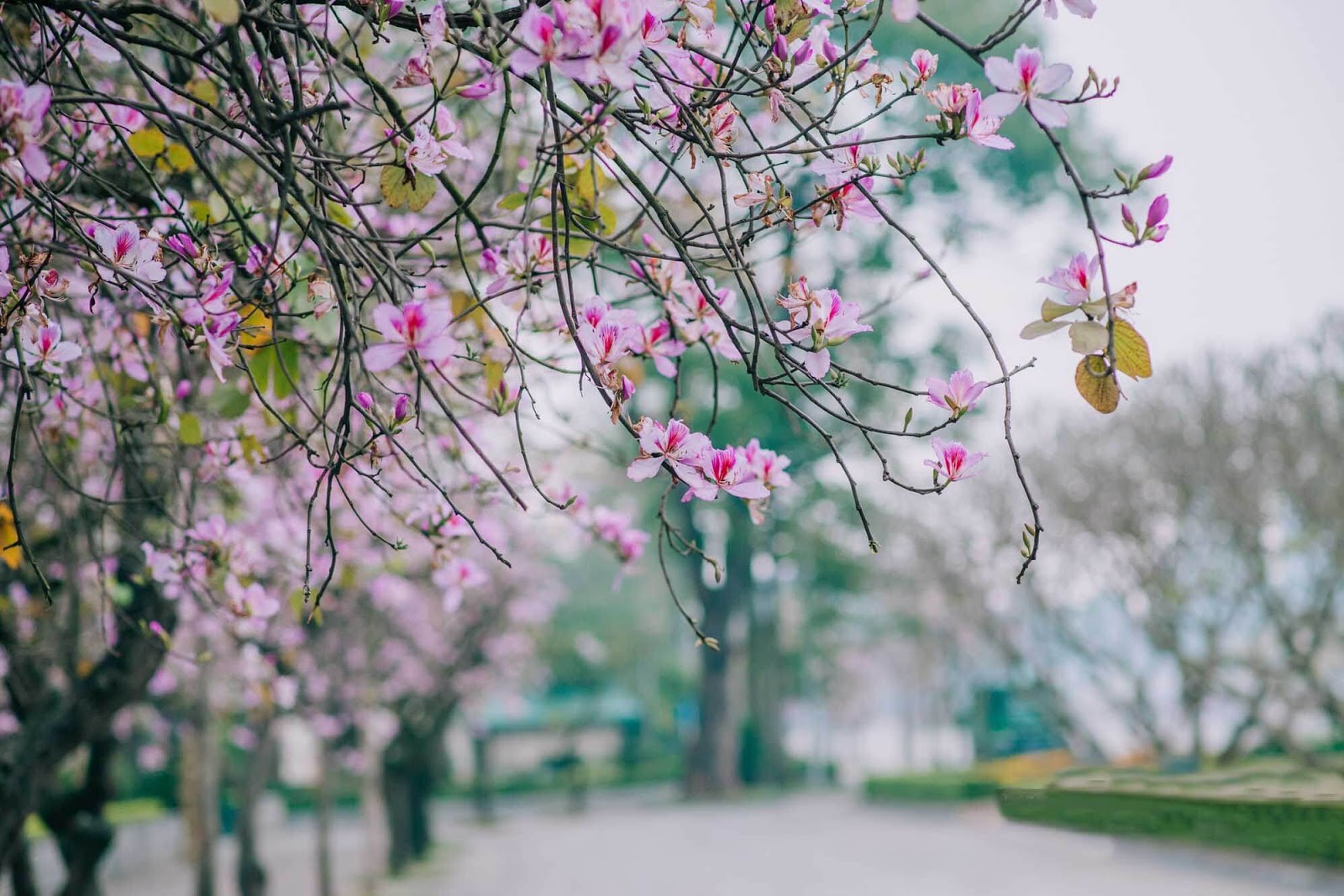 12 mùa hoa trong tiếng Trung