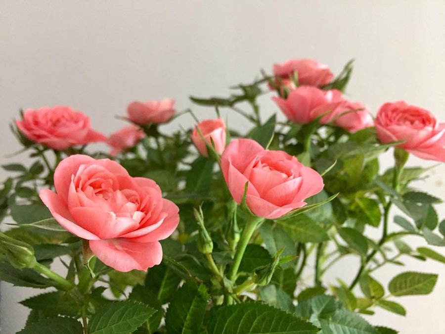 Mừng ngày quốc tế phụ nữ 8-3