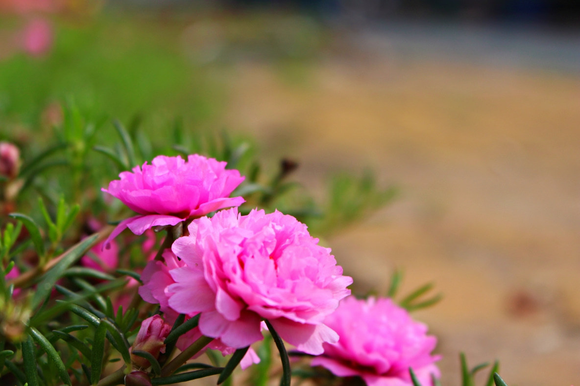 Lịch sử và ý nghĩa ngày Phụ Nữ Việt Nam 