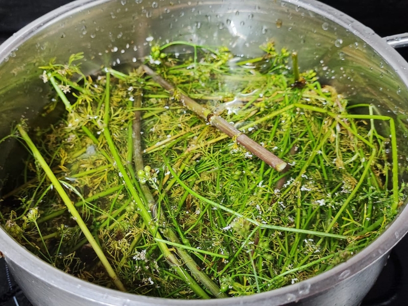 Tắm lá thuốc vào Tết Đoan Ngọ giúp cơ thể thanh lọc hiệu quả hơn 