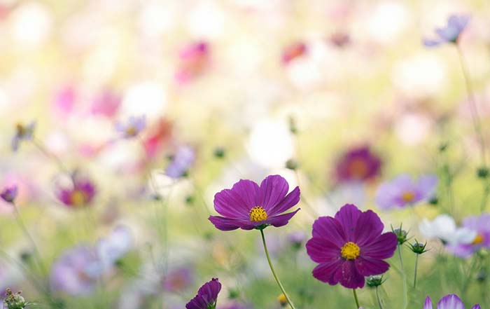 Tháng 8 ta có hẹn với yêu thương 