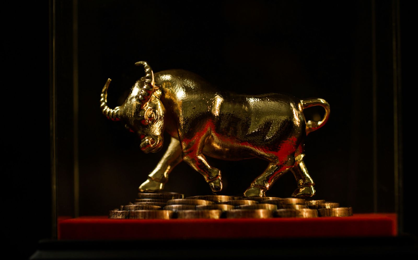 Nhấn để xem ảnh chất lượng hơn Trâu vàng (4)