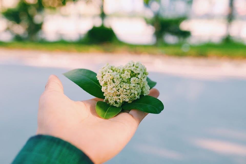 Nhấn để xem ảnh chất lượng hơn hoa sữa tháng 11