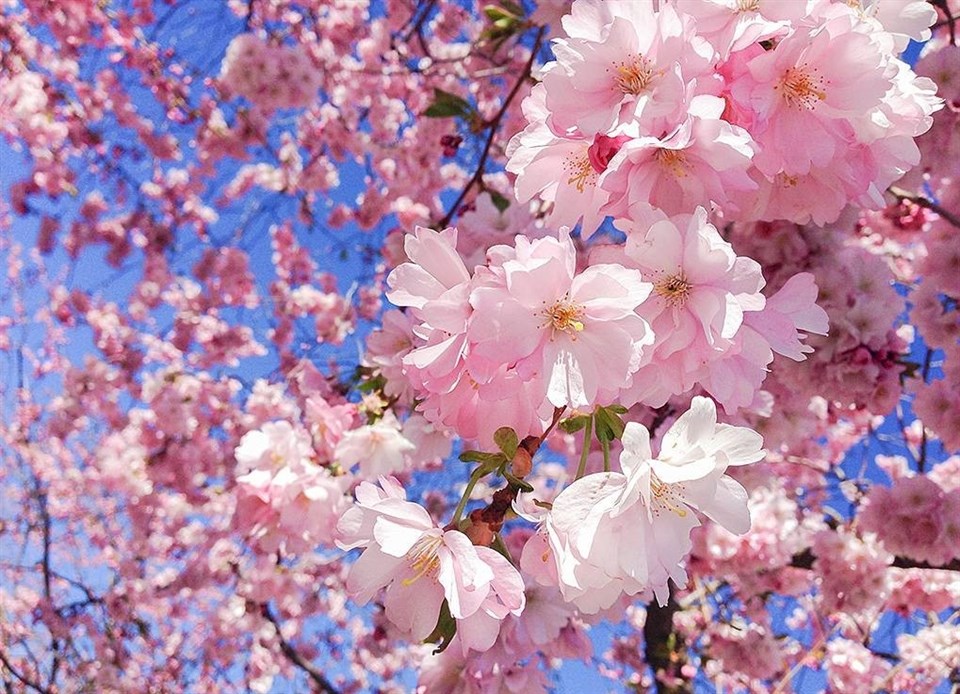 Nhấn để xem ảnh chất lượng hơn Lễ hội hoa anh đào