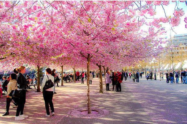 Nhấn để xem ảnh chất lượng hơn Lễ hội hoa anh đào Quảng Bình