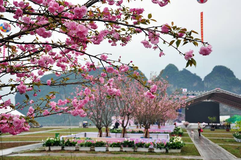 Nhấn để xem ảnh chất lượng hơn Lễ Hội Hoa Anh Đào Tại Việt Nam