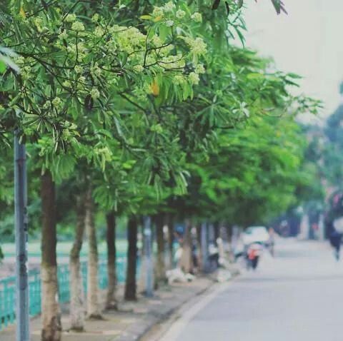 Nhấn để xem ảnh chất lượng hơn Hà Nội thơm hương hoa sữa...Tận hưởng khoảnh khắc Thu dịu dàng