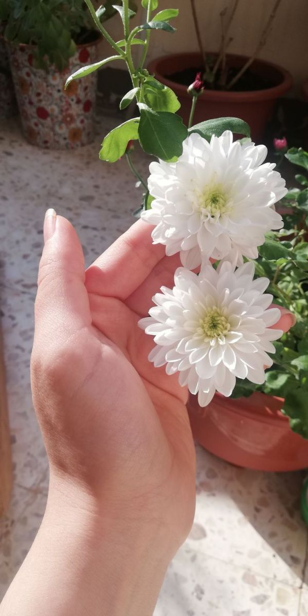 Nhấn để xem ảnh chất lượng hơn Ảnh 3