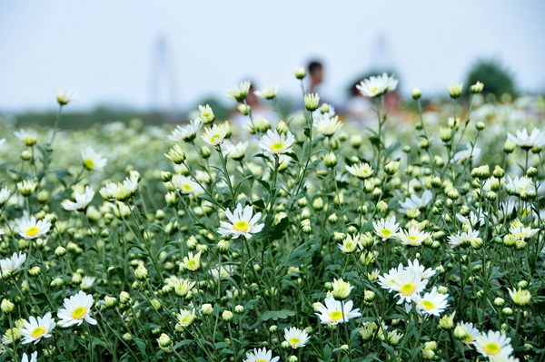 Tinh khôi cúc hoạ mi Hà Nội 