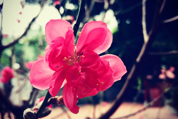 Nhấn để xem ảnh chất lượng hơn Những lời chúc Năm Mới Nhâm Dần tốt đẹp