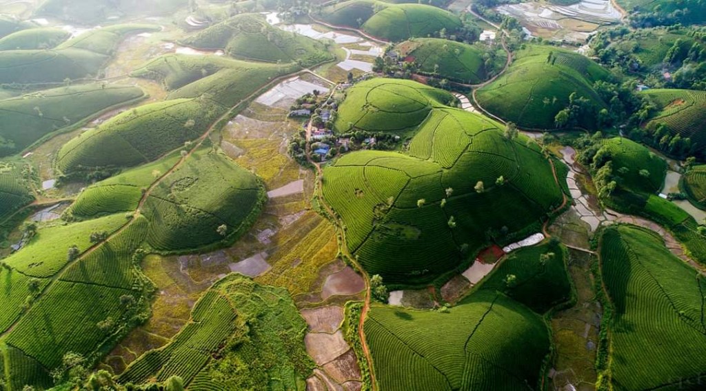 Nhấn để xem ảnh chất lượng hơn Đồi chè Long Cốc- Phú Thọ