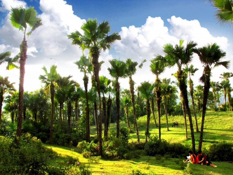 Nhấn để xem ảnh chất lượng hơn Rừng cọ Phú Thọ