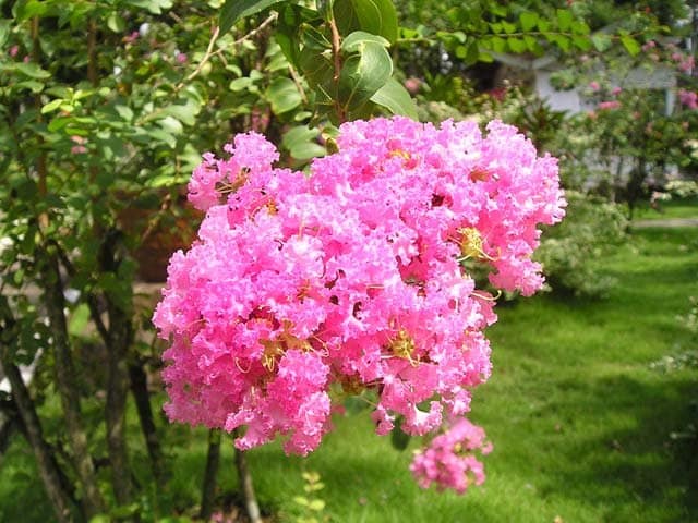 Nhấn để xem ảnh chất lượng hơn Tường vi hồng