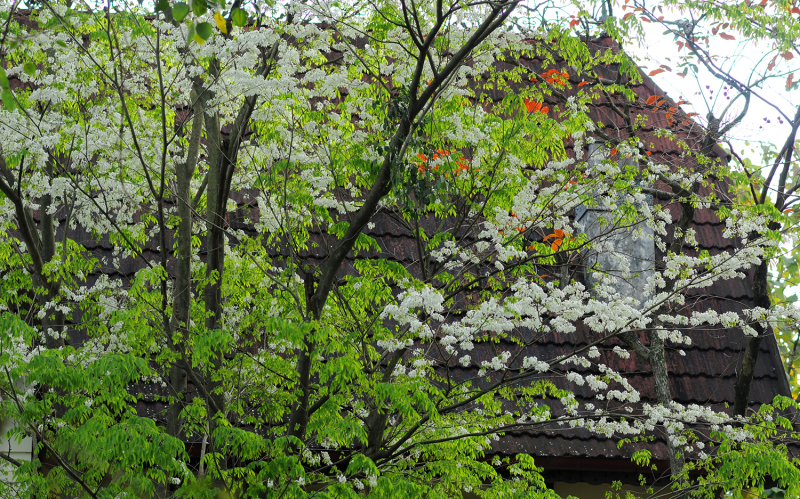 12 mùa hoa tiếng Trung (3)