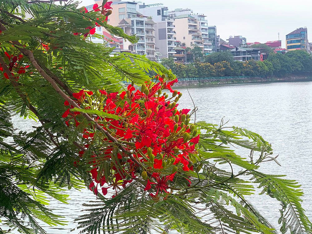 12 mùa hoa tiếng Trung (4)