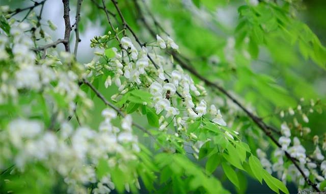 12 mùa hoa tiếng Trung (5)