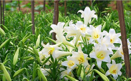 12 mùa hoa tiếng Trung (2)