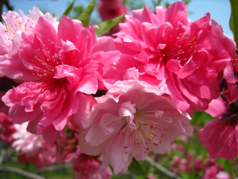 12 mùa hoa tiếng Trung 