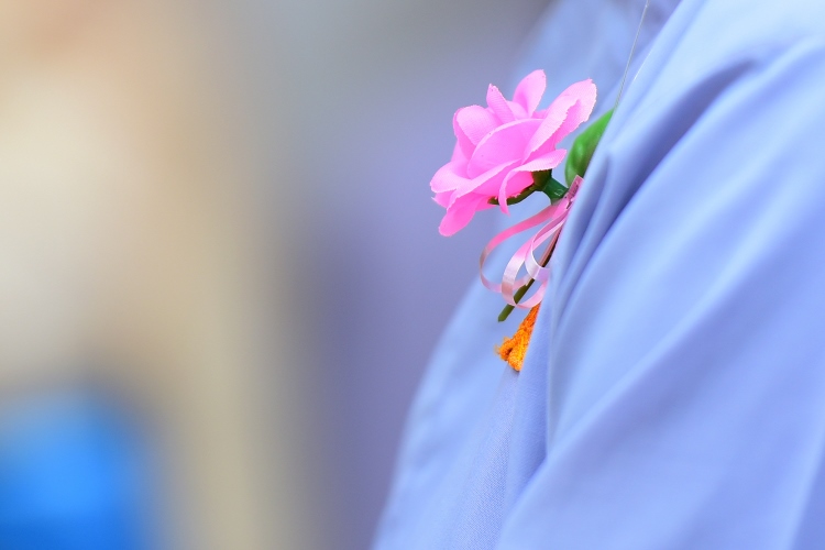 Cài bông hồng nhân dịp Vu Lan 