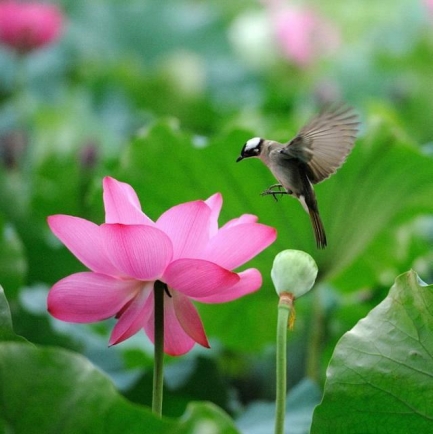 Mưu lược đời người: Tập sống khoan dung 