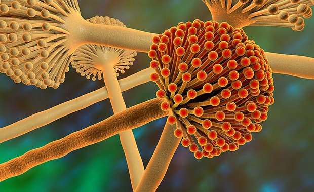 Nhấn để xem ảnh chất lượng hơn Aflatoxin