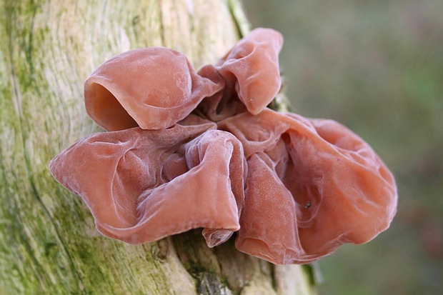 Nhấn để xem ảnh chất lượng hơn Mộc nhĩ ngâm lâu