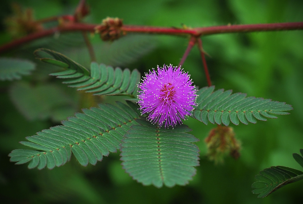 Tác dụng chữa bệnh thần kỳ của trinh nữ(xấu hổ)