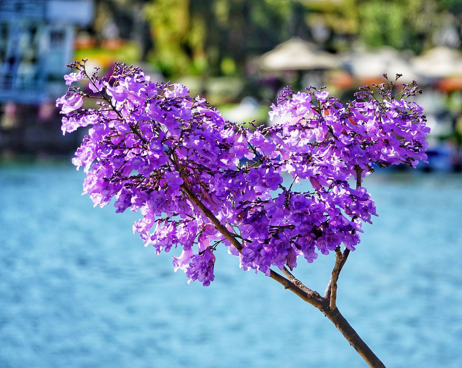 Nhấn để xem ảnh chất lượng hơn Phượng tím Đà Lạt