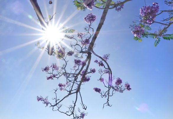 Nhấn để xem ảnh chất lượng hơn Hoa phượng tím