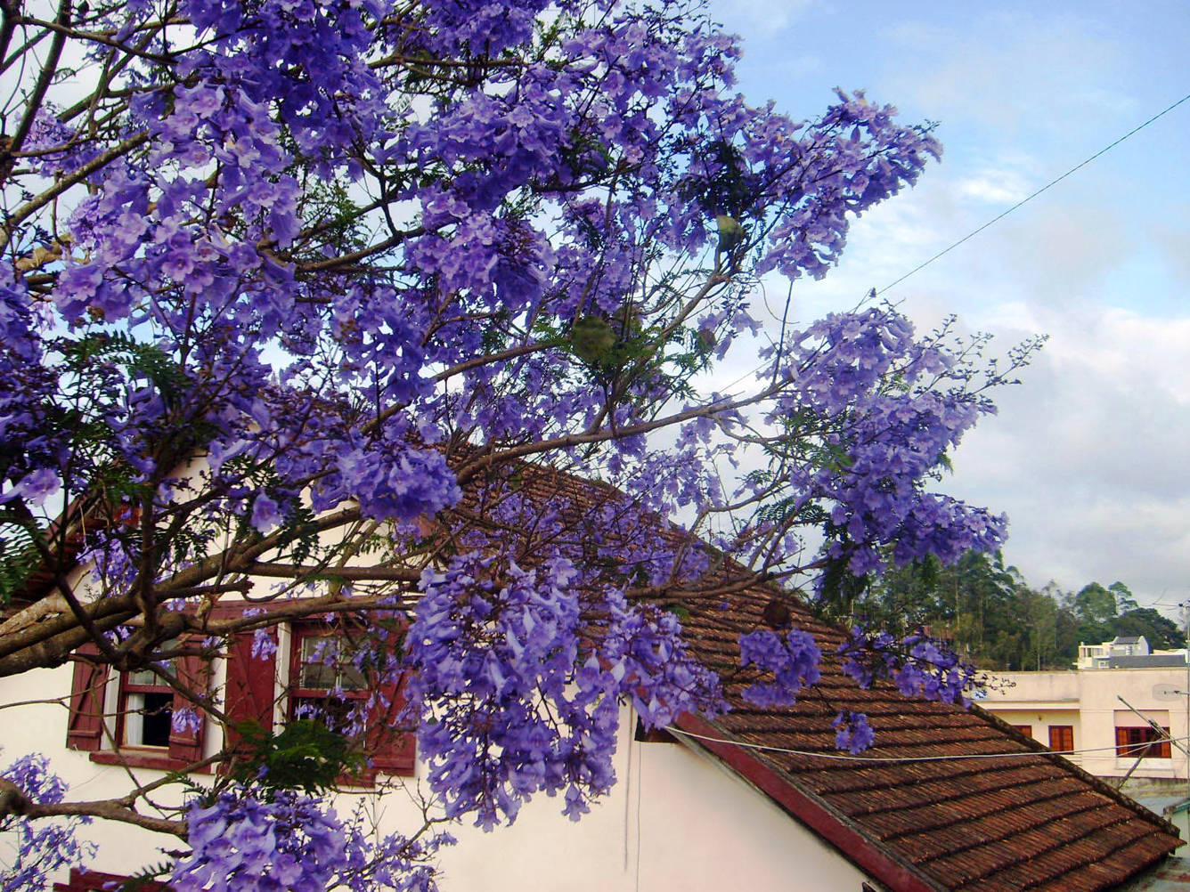 Nhấn để xem ảnh chất lượng hơn Hoa phượng tím