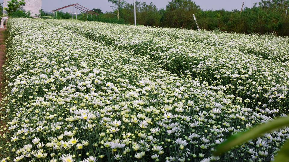 Nhấn để xem ảnh chất lượng hơn Cúc Họa Mi tinh khôi xinh xắn tháng 11