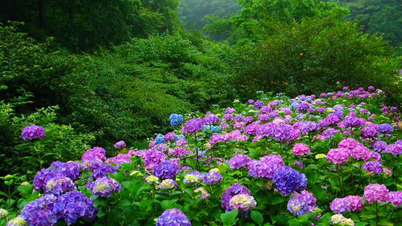 Nhấn để xem ảnh chất lượng hơn Hoa cẩm tú cầu duyên dáng yêu kiều