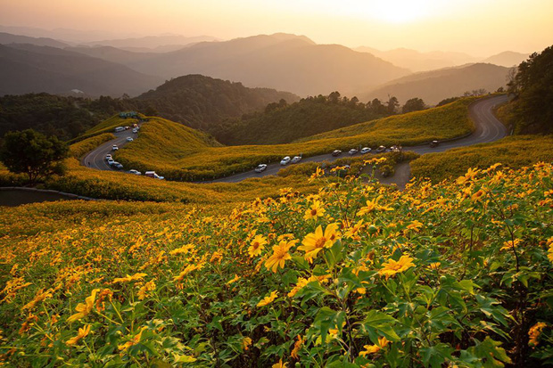 Nhấn để xem ảnh chất lượng hơn Hoa Dã Quỳ rực rỡ trời đông