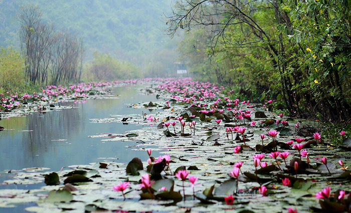 Nhấn để xem ảnh chất lượng hơn Hoa súng e ấp sắc hồng đầu đông