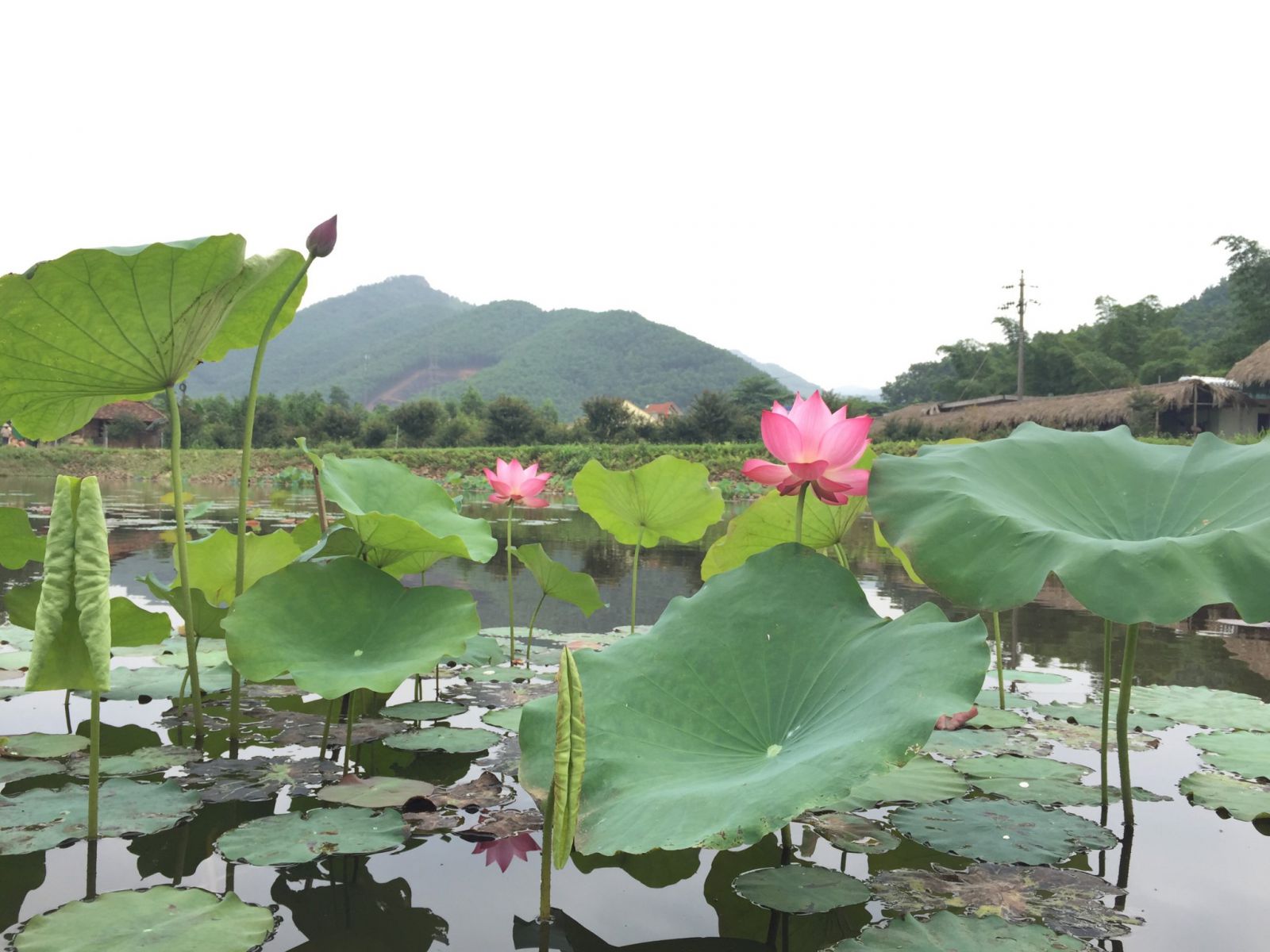 Nhấn để xem ảnh chất lượng hơn Sắc sen mùa hạ