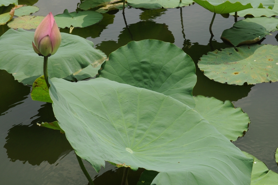 Nhấn để xem ảnh chất lượng hơn Sen vào hạ