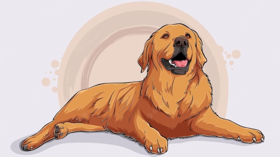 Tử vi tuổi Tuất 